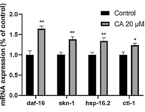Is curcumine-acetylsalicylaat een levensverlenger?