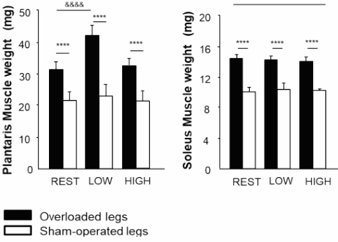Laag-intensieve cardio stimuleert spiergroei door krachttraining, hoog-intensieve cardio niet