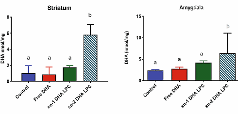 Nieuwe omega-3-analoog sn1-DHA-LPC verbetert geheugen