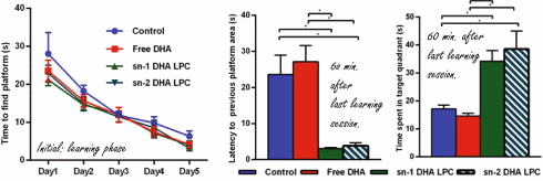 Nieuwe omega-3-analoog sn1-DHA-LPC verbetert geheugen