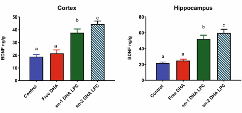Nieuwe omega-3-analoog sn1-DHA-LPC verbetert geheugen