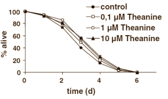 L-Theanine verlengt levensduur in dierstudie