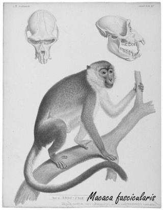 Humane trial myostatinremmer domagrozumab gestart