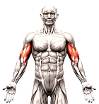 Goede en minder goede oefeningen voor je biceps