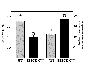 Marathonmuis leeft langer