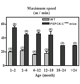 Marathonmuis leeft langer
