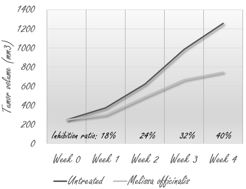 Het antikanker-effect van citroenmelisse