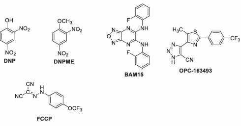 De light-versie van DNP heet BAM15