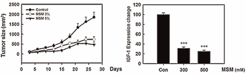 MSM, een spierversterker die kankercellen saboteert