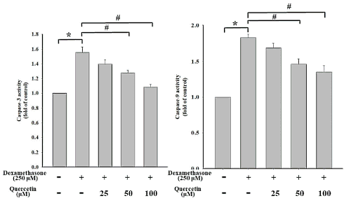 Quercetine voorkomt dat stresshormoon spiercellen afbreekt