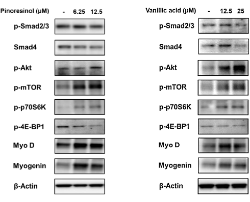 Pinoresinol en vanillic acid | Eenvoudige plantenstoffen die de anabole werking van IGF-1 imiteren