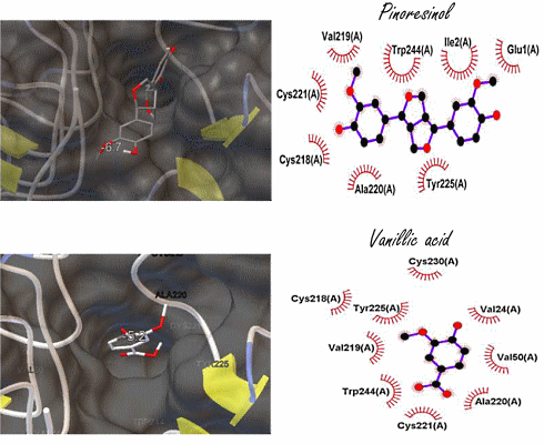 Pinoresinol en vanillic acid | Eenvoudige plantenstoffen die de anabole werking van IGF-1 imiteren