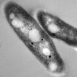 Vitamine B5 voert het immuunsysteem op