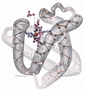Rhabdomyolyse door high-reps-krachttraining