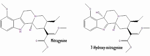 Humane studie | Dit is de pijnstillende werking van kratom