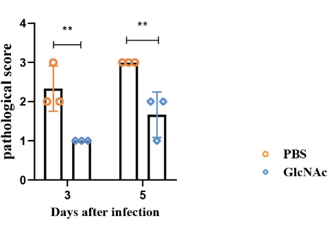 Suppletie met N-acetyl-D-glucosamine brengt NK-cellen in stelling tegen griepvirussen