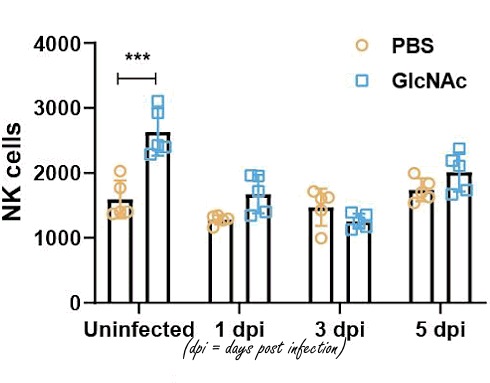 Suppletie met N-acetyl-D-glucosamine brengt NK-cellen in stelling tegen griepvirussen