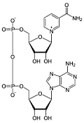 Spiercel wordt superspiercel door nicotinamide-riboside