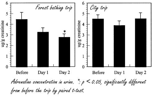 Meer bomen in je omgeving, meer Natural Killer Cells