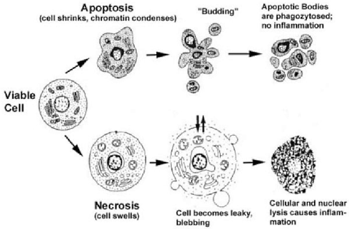 Deze bestanddelen van Echinacea doden darmkankercellen