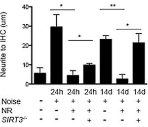 nicotinamide-riboside beschermt je oren tegen lawaai