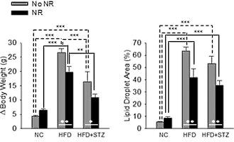 Antiverouderings-vitamine nicotinamie-riboside houdt diabeten gezond
