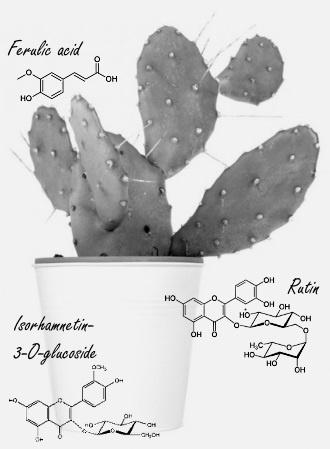 Cactussap maakt je fitter