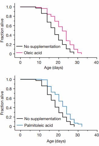 Oleic acid, het belangrijkste vetzuur in olijfolie en noten, verlengt de levensduur