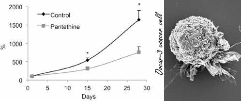 Megadosis pantethine halveert tumorgroei in dierstudie