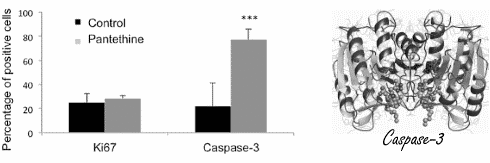 Megadosis pantethine halveert tumorgroei in dierstudie