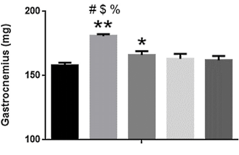 Paraxanthine maakt spieren groter, sterker en taaier | Dierstudie