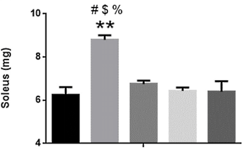 Paraxanthine maakt spieren groter, sterker en taaier | Dierstudie