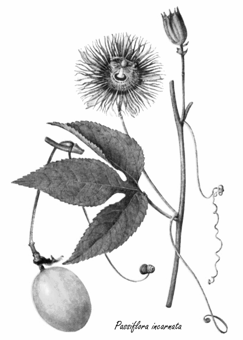 Extract van Passiflora incarnata werkt net zo goed tegen ADHD als Ritalin