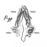 Ketogeen dieet kan misschien dementie helpen voorkomen