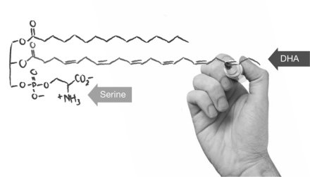 Capsule phosphatidylserine-DHA-complex per dag verbetert geheugen zestigplussers