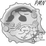 Probiotica verbeteren immuunsysteem, zegt metastudie