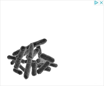 Probiotica