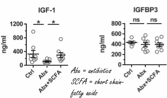 Probiotica en piepkleine vetzuurtjes verhogen IGF-1-spiegel