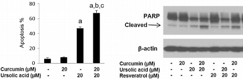 Curcumin en ursolic acid hongeren de prostaatkankercel uit