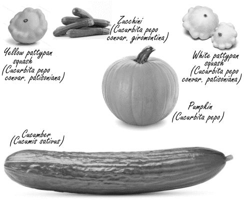 Hoe pompoen misschien spierafbraak vermindert