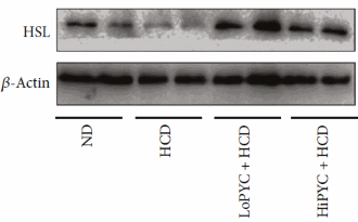 Pycnogenol is een afslanksupplement