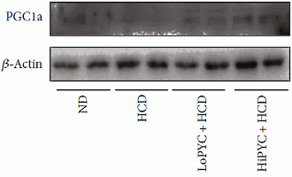 Pycnogenol is een afslanksupplement