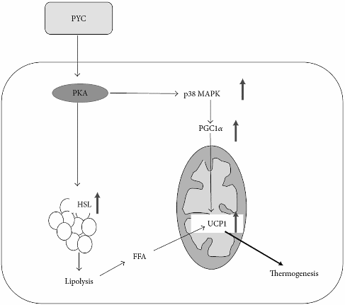Pycnogenol is een afslanksupplement
