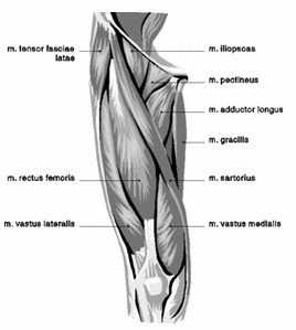 Deze variant van de leg-press beschermt je knie tegen blessures