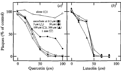 Hoe vitamine C de antivirale werking van quercetine versterkt