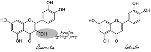 Hoe vitamine C de antivirale werking van quercetine versterkt