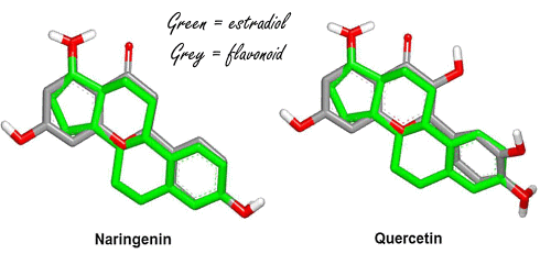 Deze drie flavonoiden in citrusvruchten zijn antioestrogenen