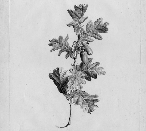 Stimulantium Robuvit verbetert slaap