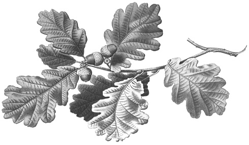 Robuvit, een pepmiddel uit eikenhout (zonder bijwerkingen)