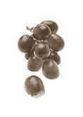 Polyfenolen-extract uit druiven geeft sporters 21 procent meer power